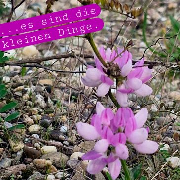 Eine kleine rosa Blume wächst zwischen grauen Steinen und trockenem Gestrüpp am Ufer eines stillen Sees – Symbol für Achtsamkeit, Lebenskraft und die Schönheit im Unscheinbaren.